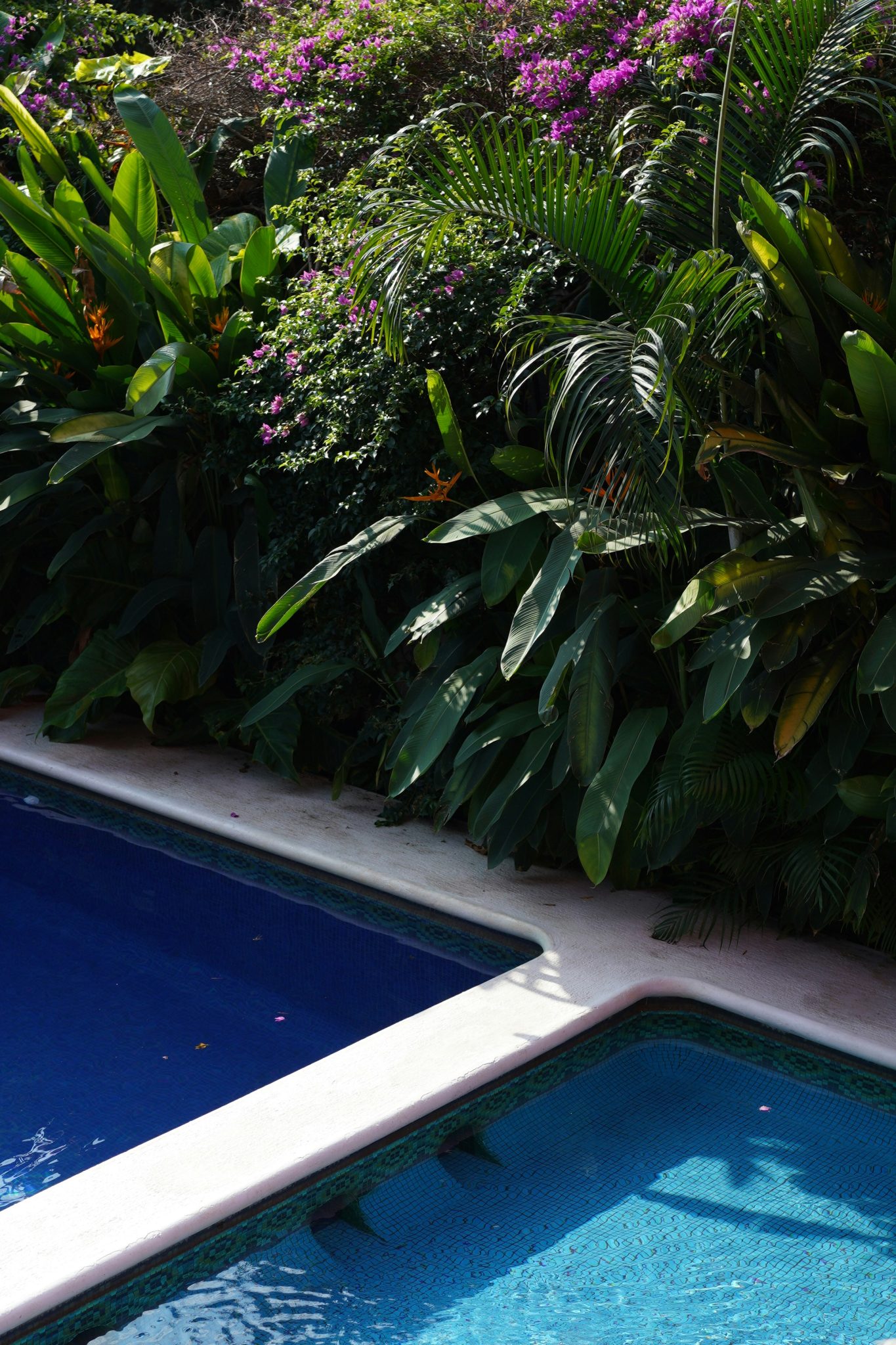a blue swimming pool surrounded by lush green plants
