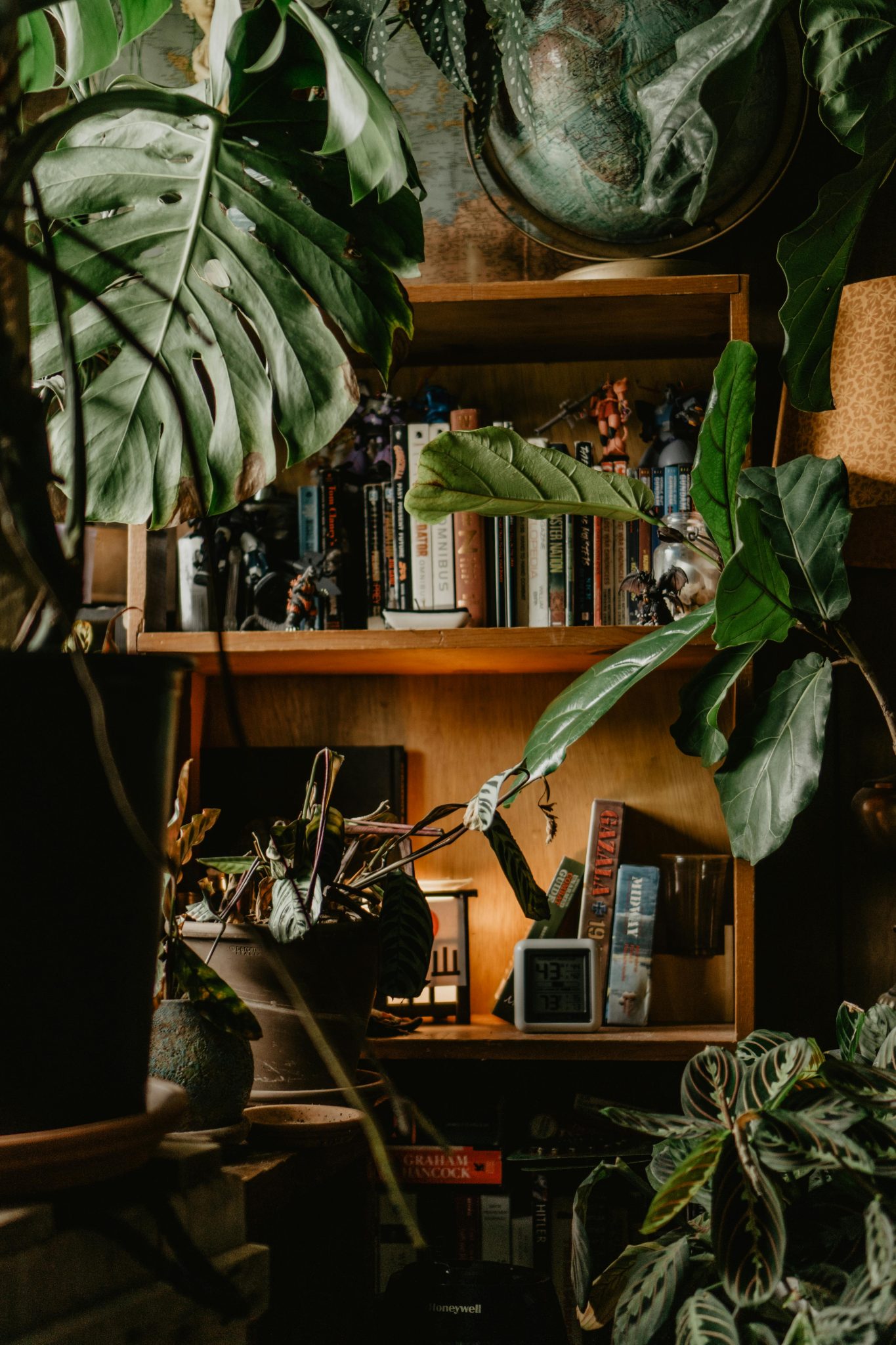 A cozy indoor setup with books, a wooden bookshelf, and lush green plants.