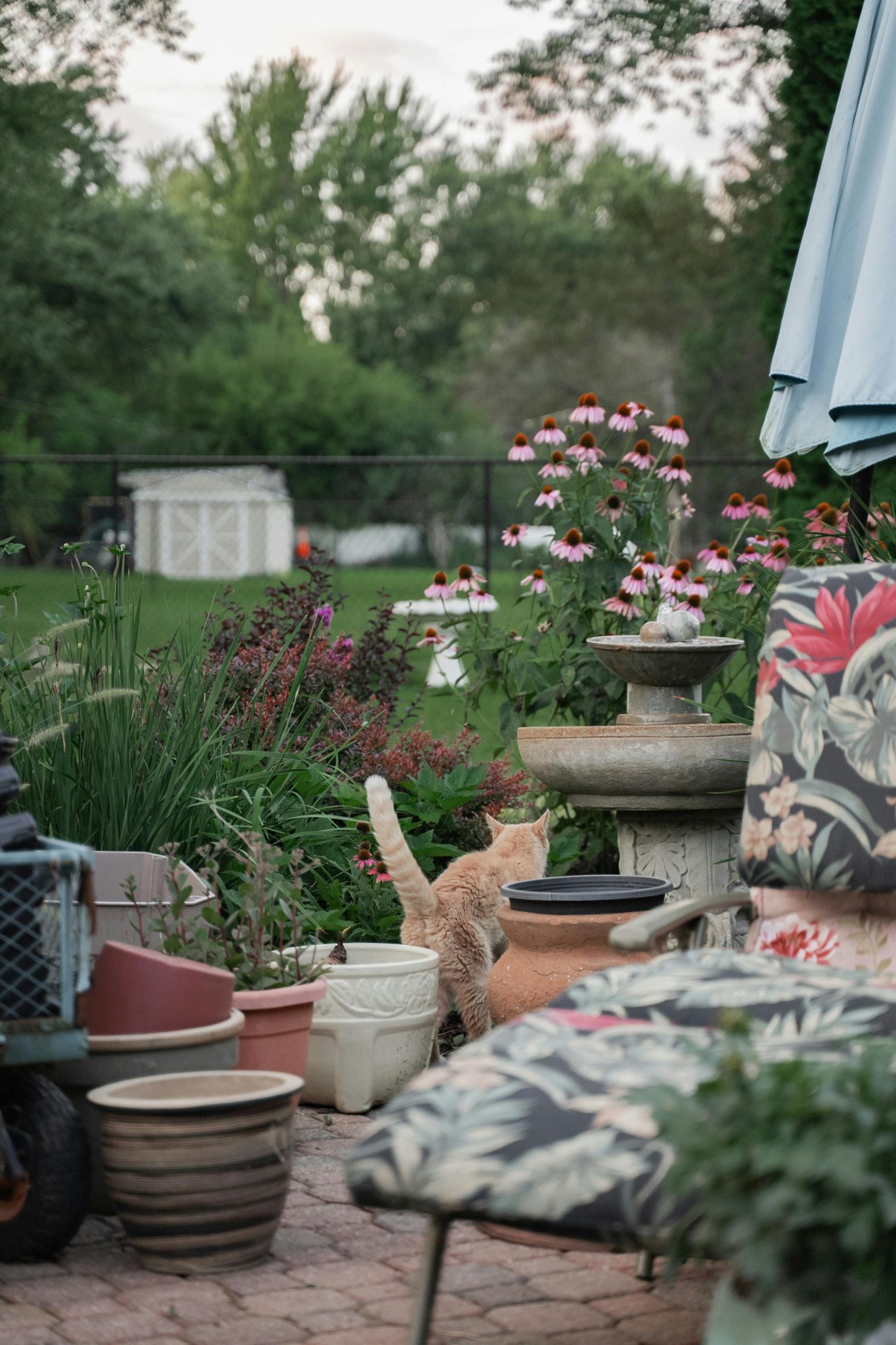 A peaceful garden patio featuring colorful flowers, pottery, and a curious cat exploring the surroundings.