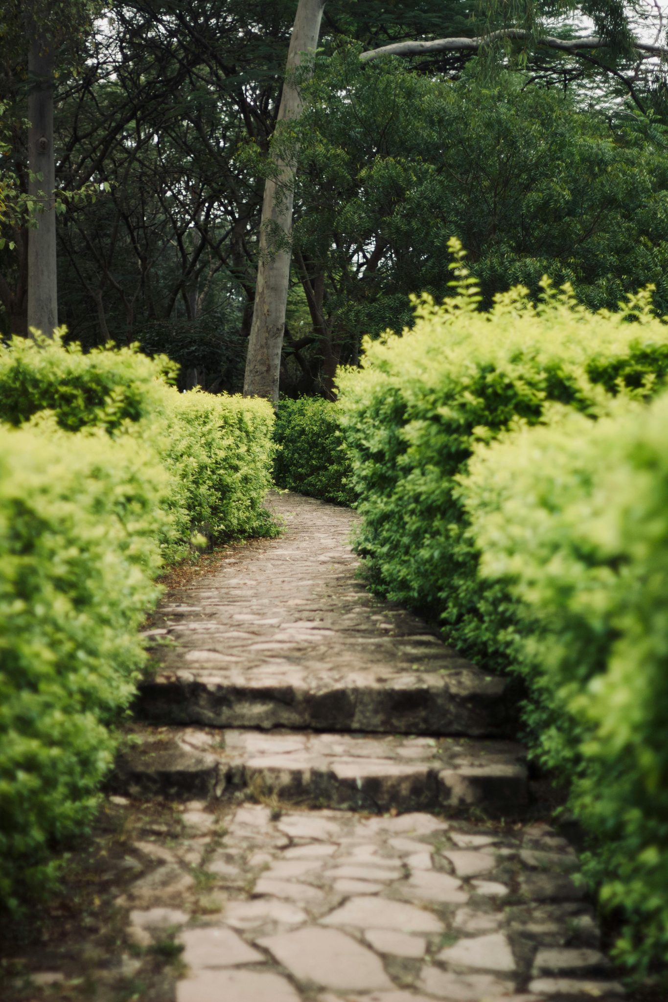 A picturesque stone pathway bordered by lush greenery, inviting exploration in a tranquil garden.