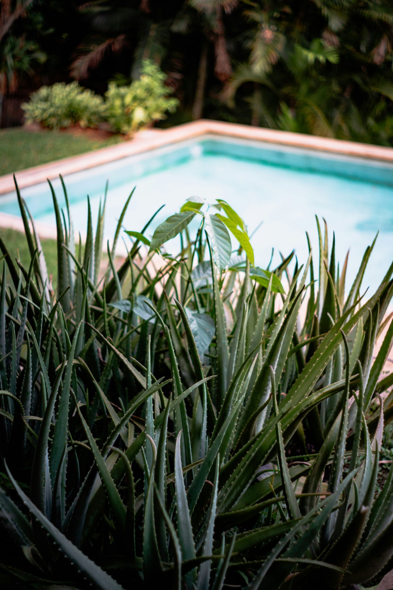 a pool with plants around it