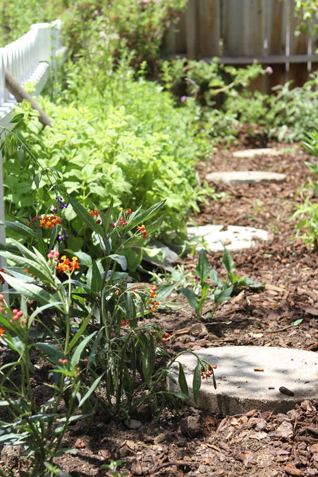 Butterfly Garden |