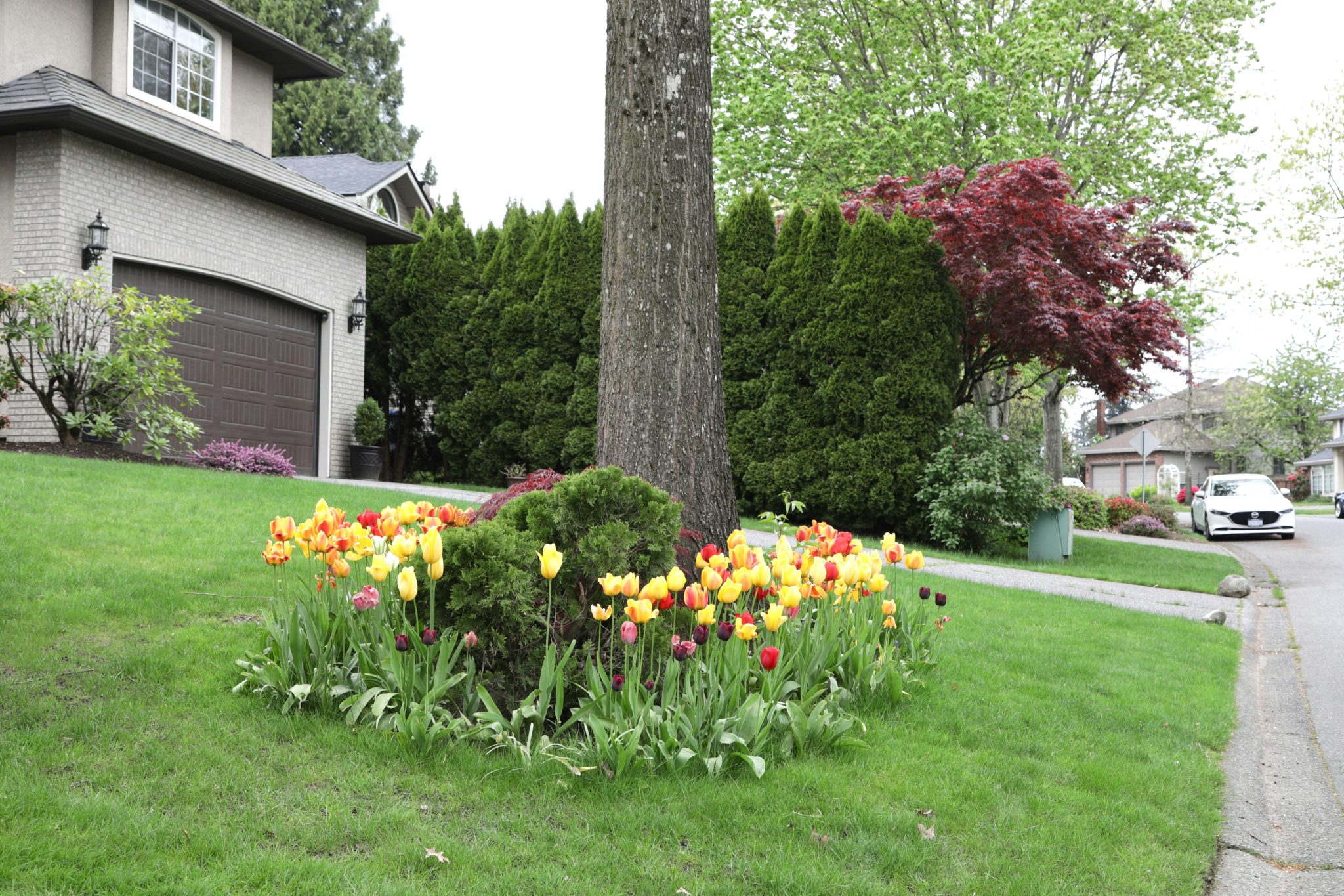 Colorful tulips bloom around a tree in a suburban yard.