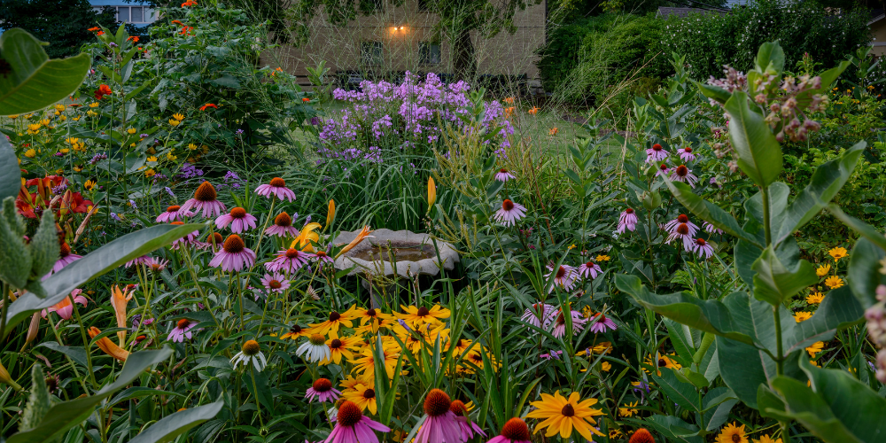 Create a Butterfly Garden with KidsGardening - Blog- Mahoney's Garden Center