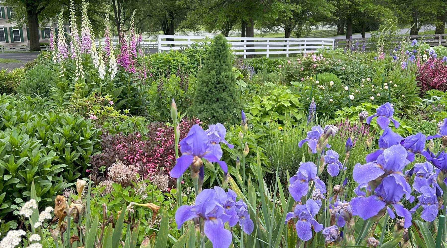 Get This Look: Garden Design With Figment Cottage Garden | American Meadows