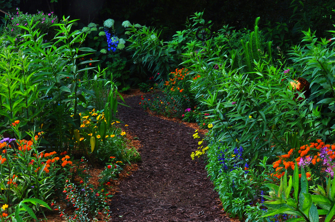 John's butterfly garden in Michigan - Fine Gardening