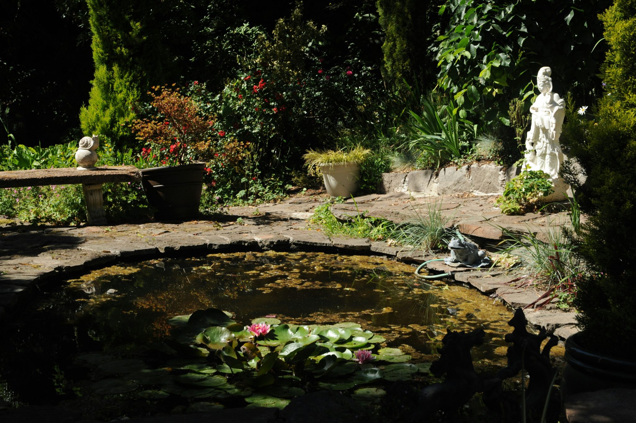 Lotus pond, pink flowers, a statue of woman Buddha, white marble Quan Yin, North Seattle, Washington, USA