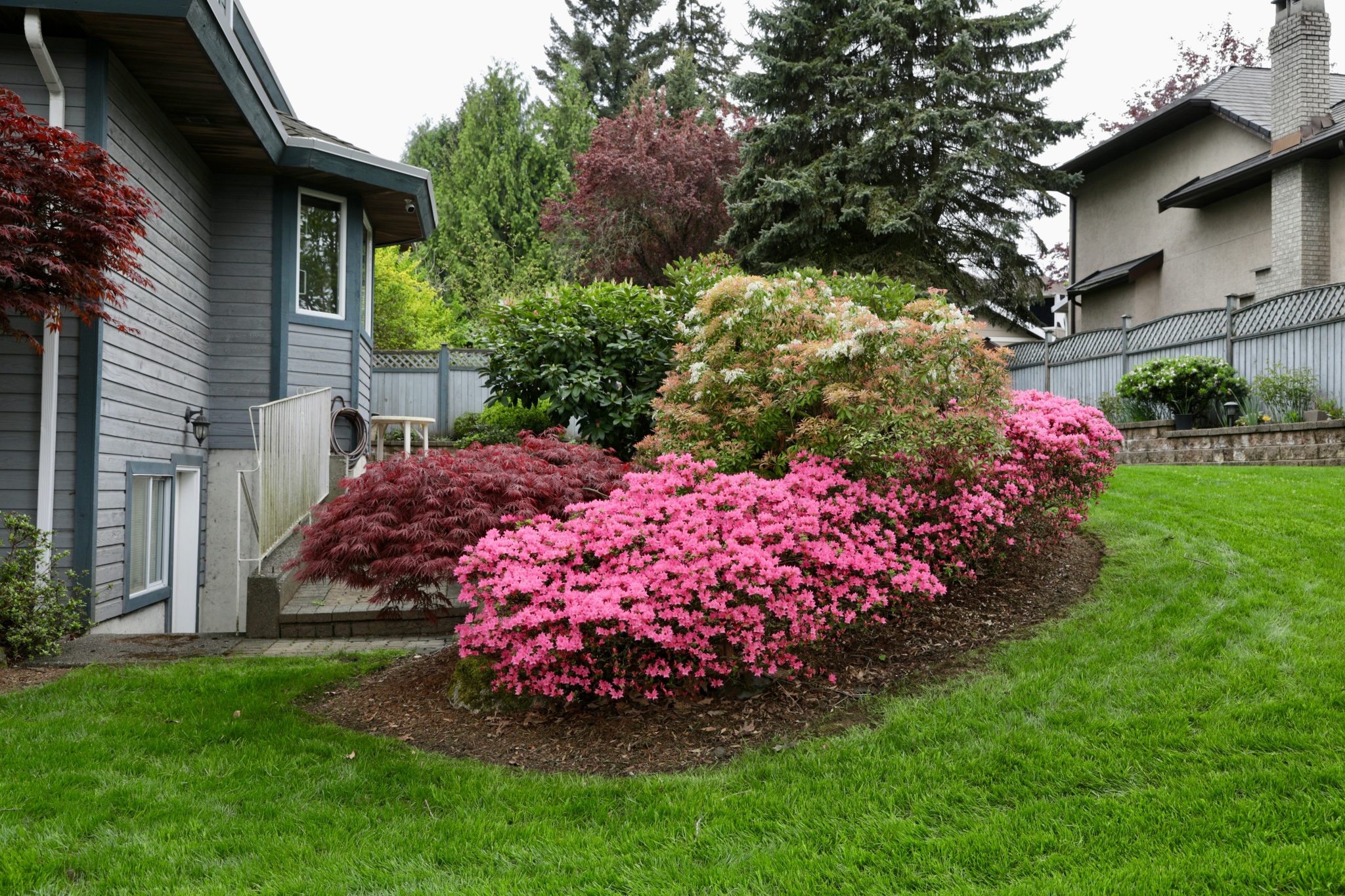 Lush garden with pink azaleas and green lawn.