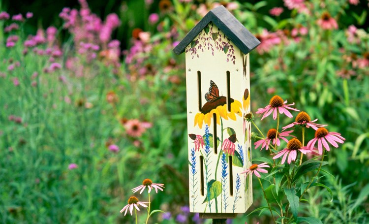 Make your own butterfly garden - Irene.life