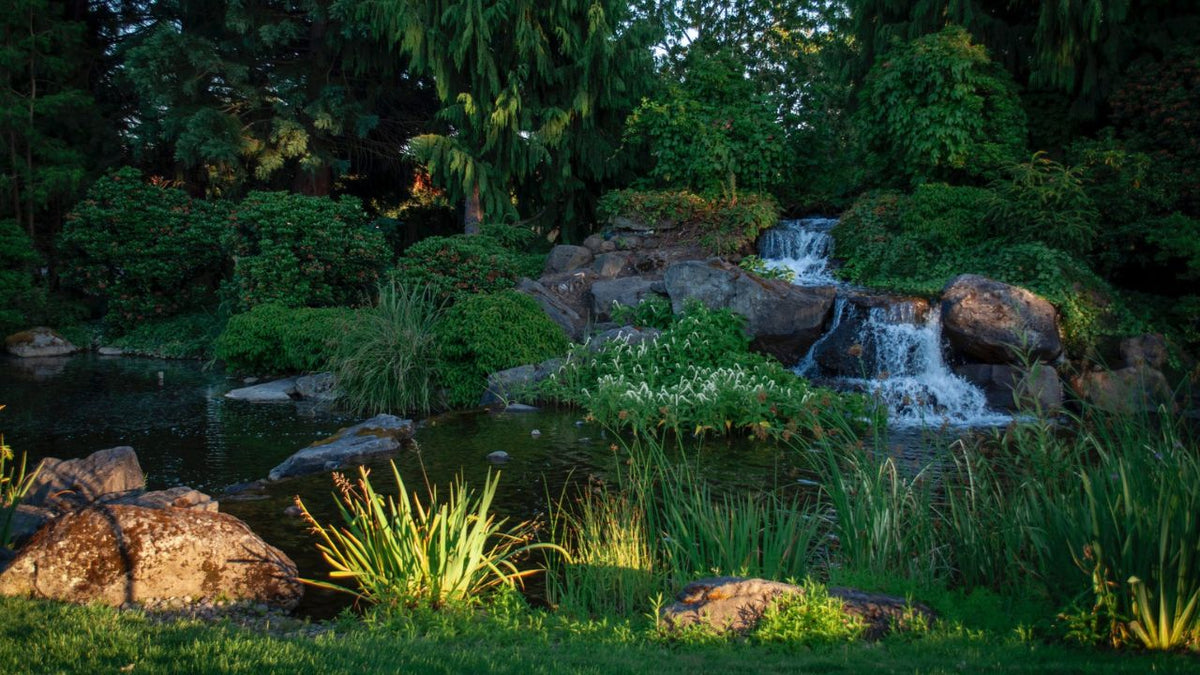 Pretty Pond: Tips for Creating a Stunning Backyard Oasis