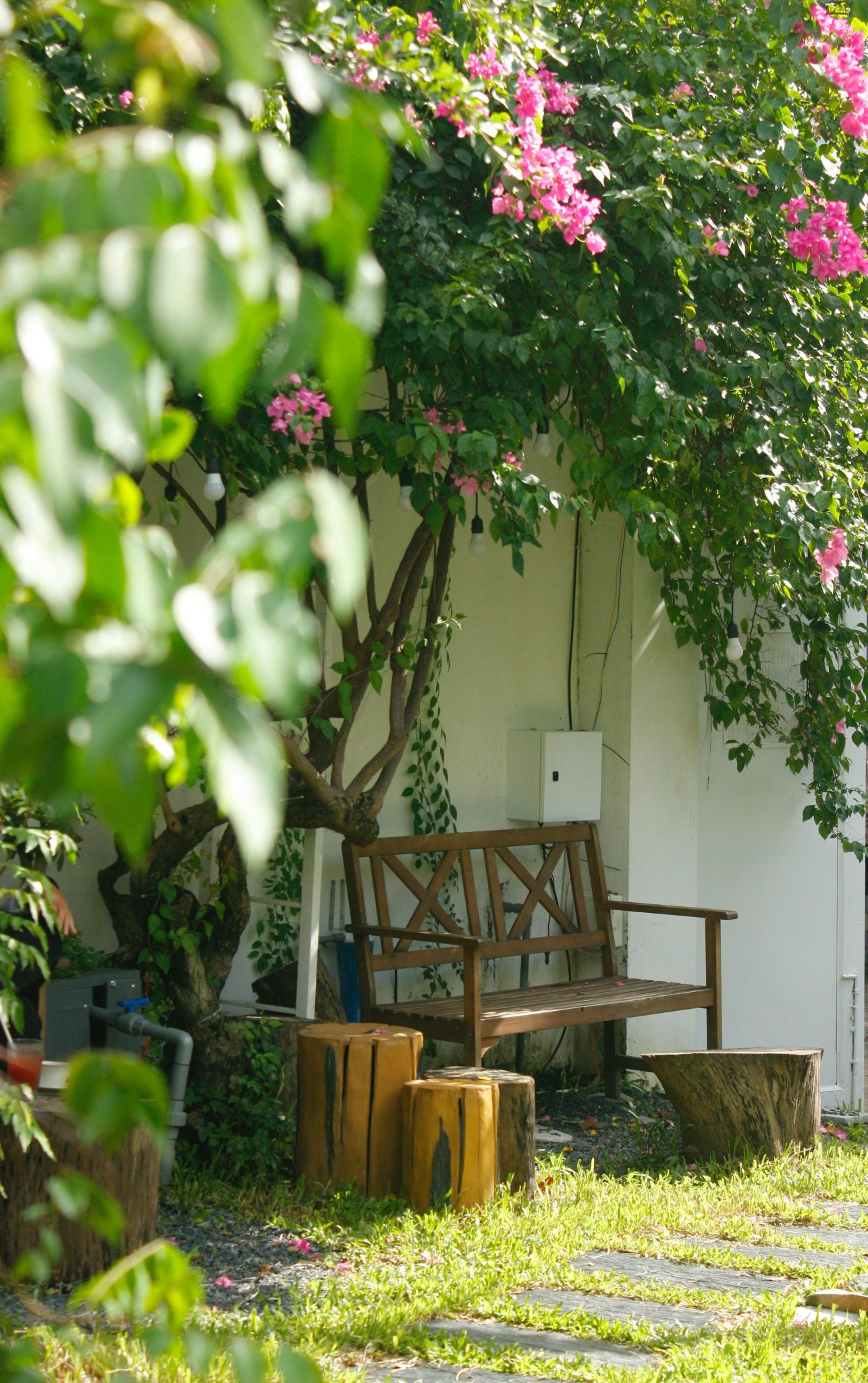 Rustic wooden bench beneath lush pink-flowered tree, perfect garden escape.