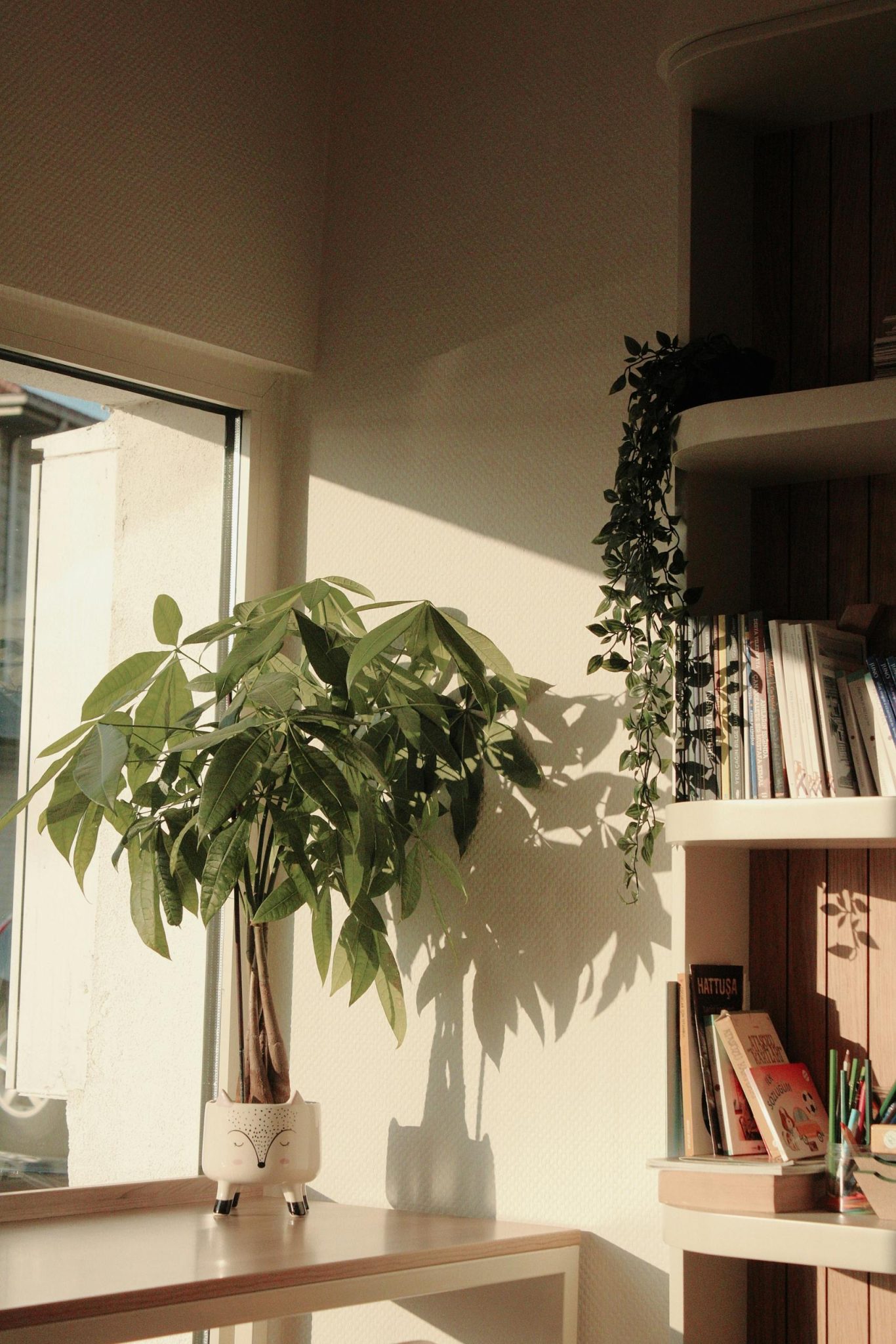 Sun-lit interior corner with a green houseplant and bookshelves, creating a warm, cozy reading nook.