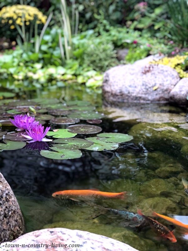 The Beauty and Serenity of a Garden Pond - Town & Country Living