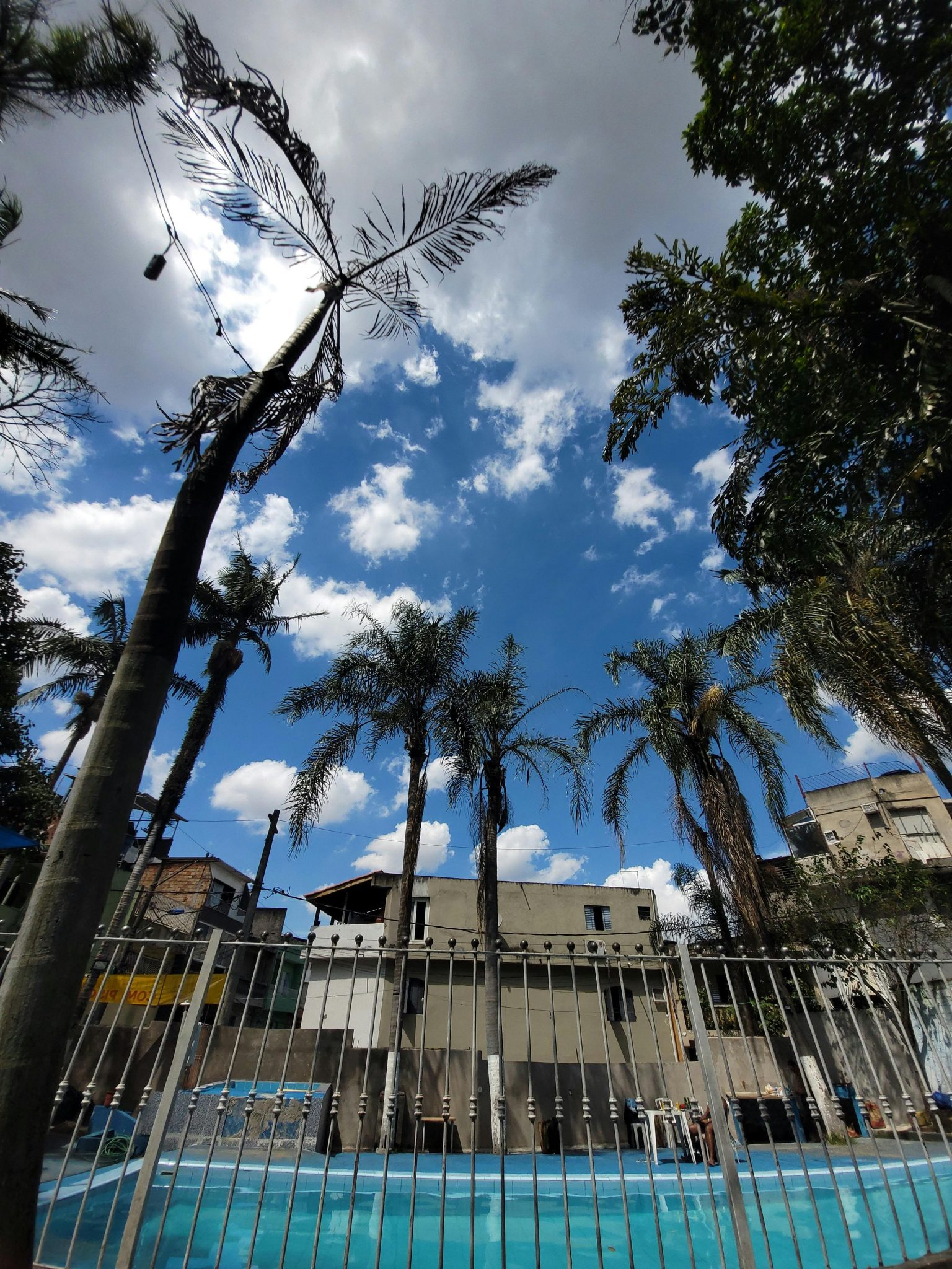Tropical palm trees with a bright blue sky over a city pool area, capturing a vibrant summer feel.