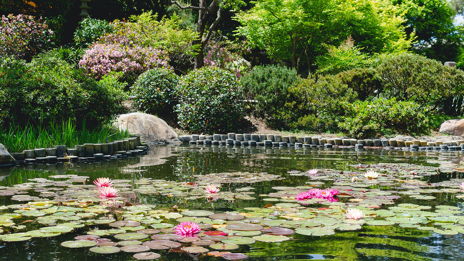 Ultimate Guide to a Backyard Pond - Hemlock Landscapes