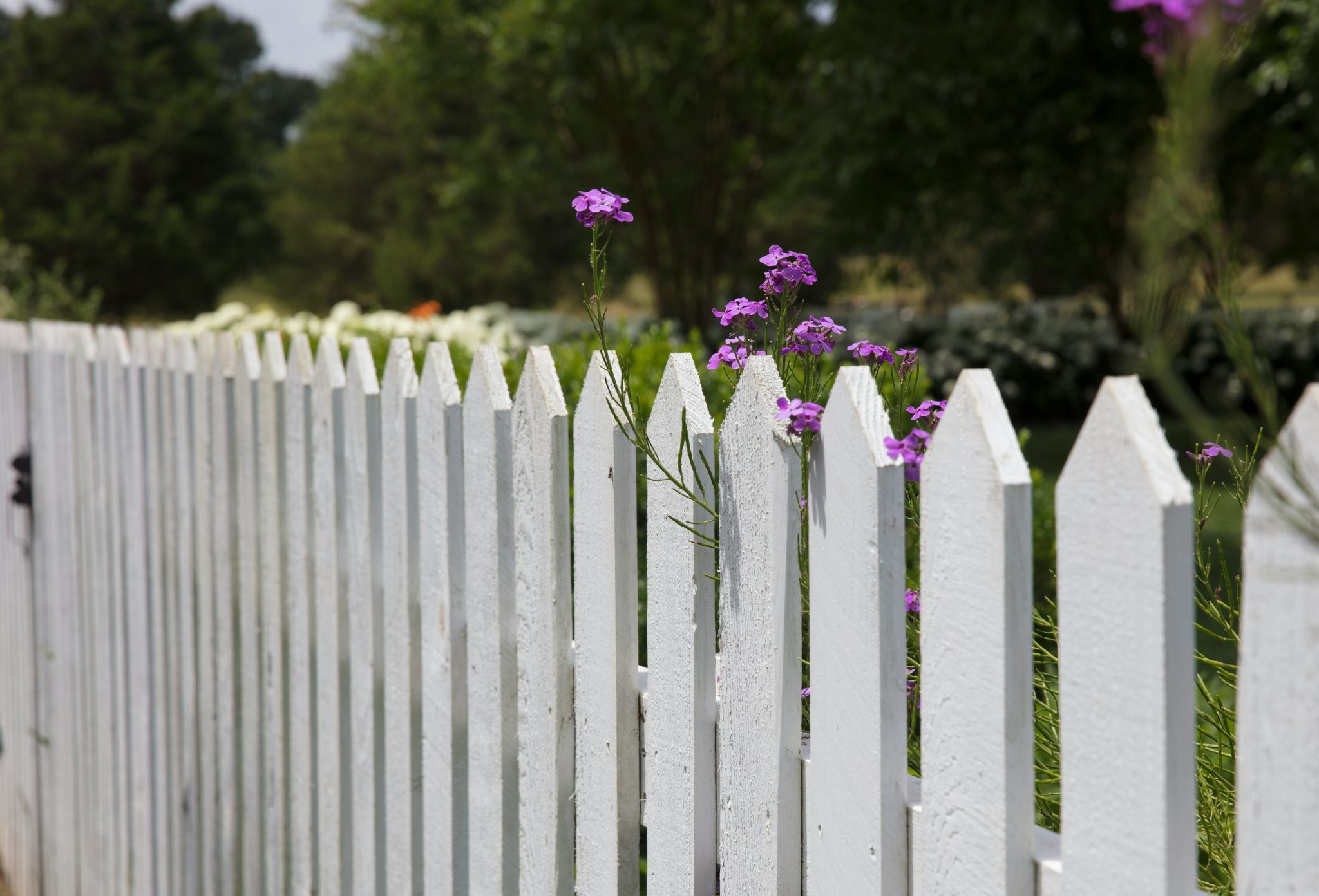 white fence and flowers