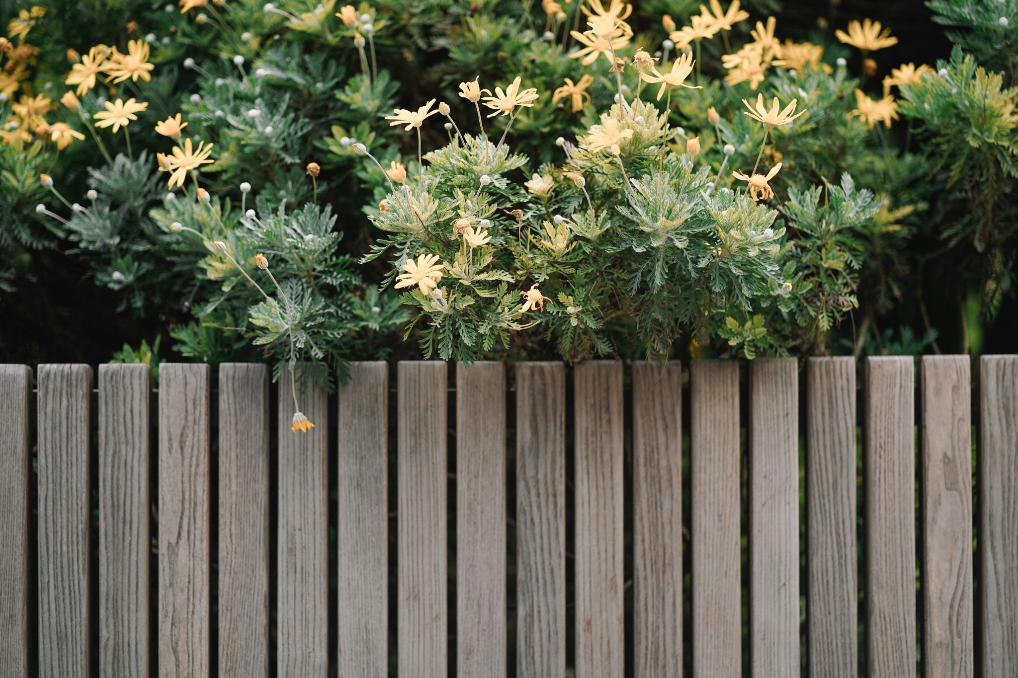 Wooden fence with green foliage and yellow flowers