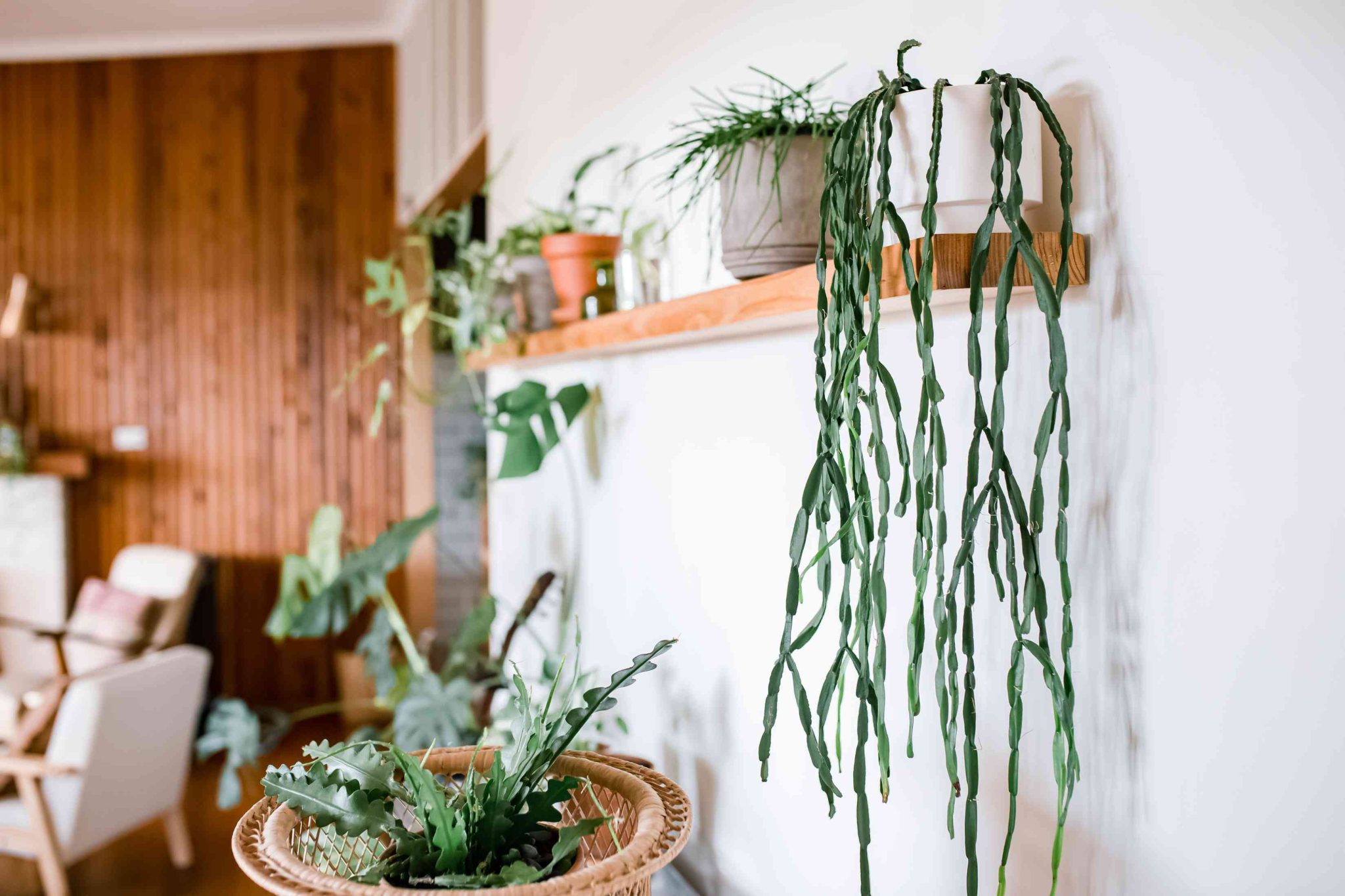 21 Plants That Can Fit and Grow on a Shelf