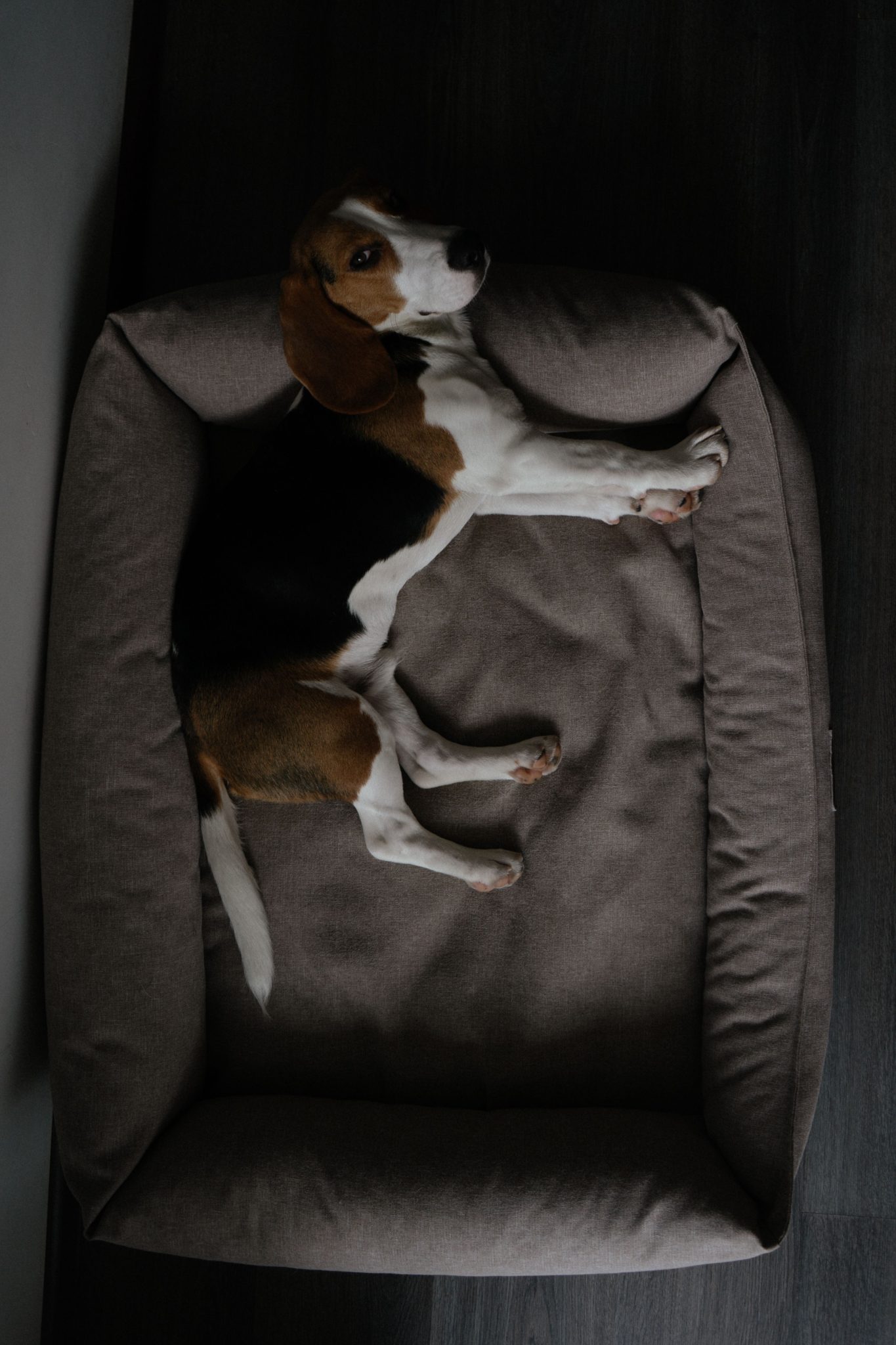 A cute beagle laying comfortably in a soft pet bed, shot from above indoors.