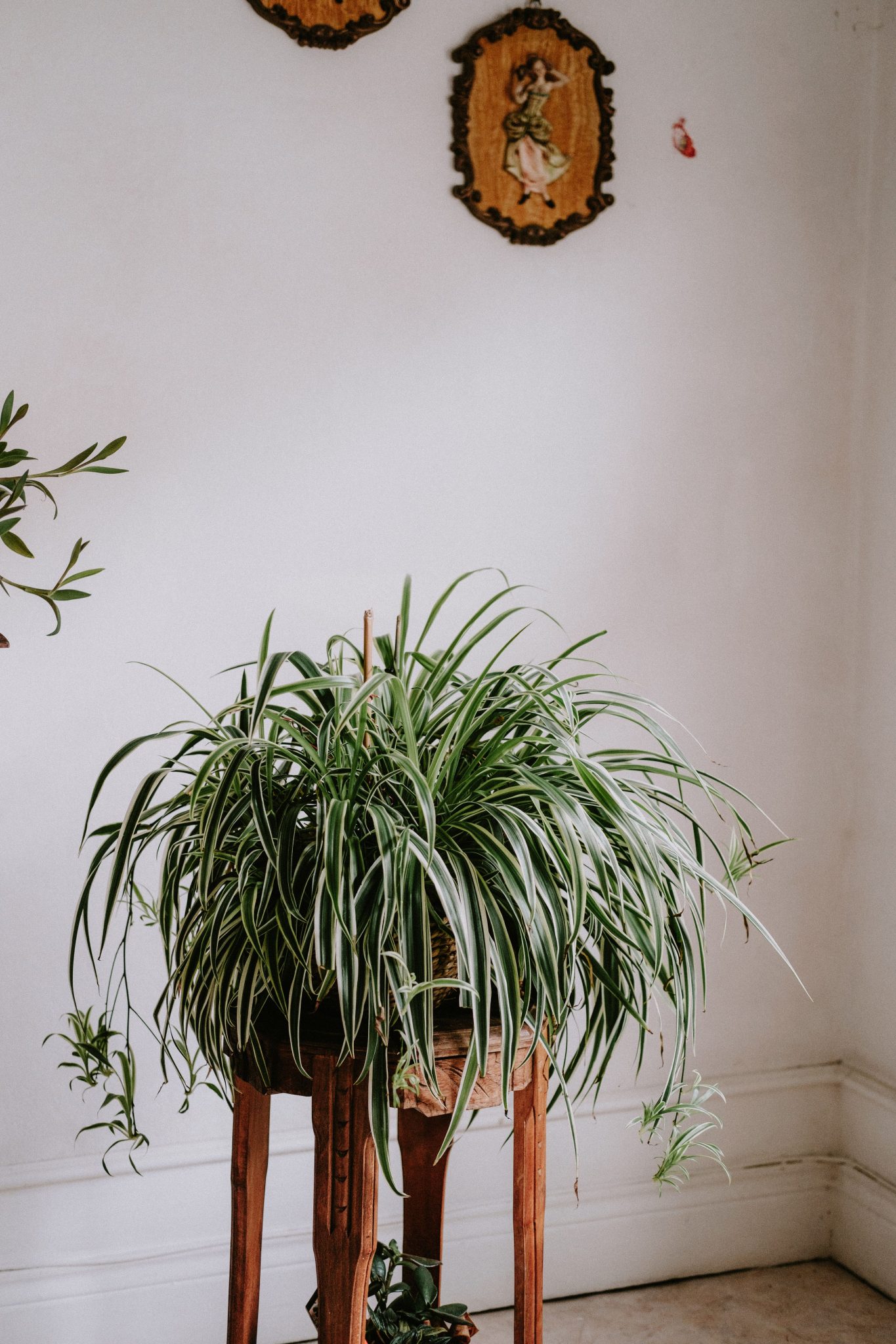 A lush spider plant on a wooden stand adds vibrant green to a charming indoor space.