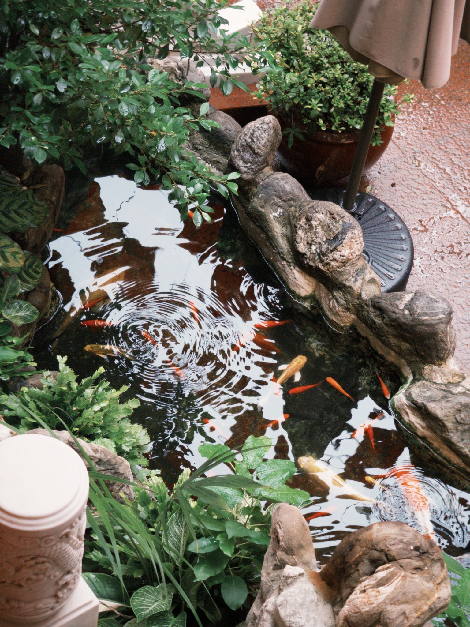 A serene koi pond surrounded by lush greenery and rocks, creating a calming outdoor scene.