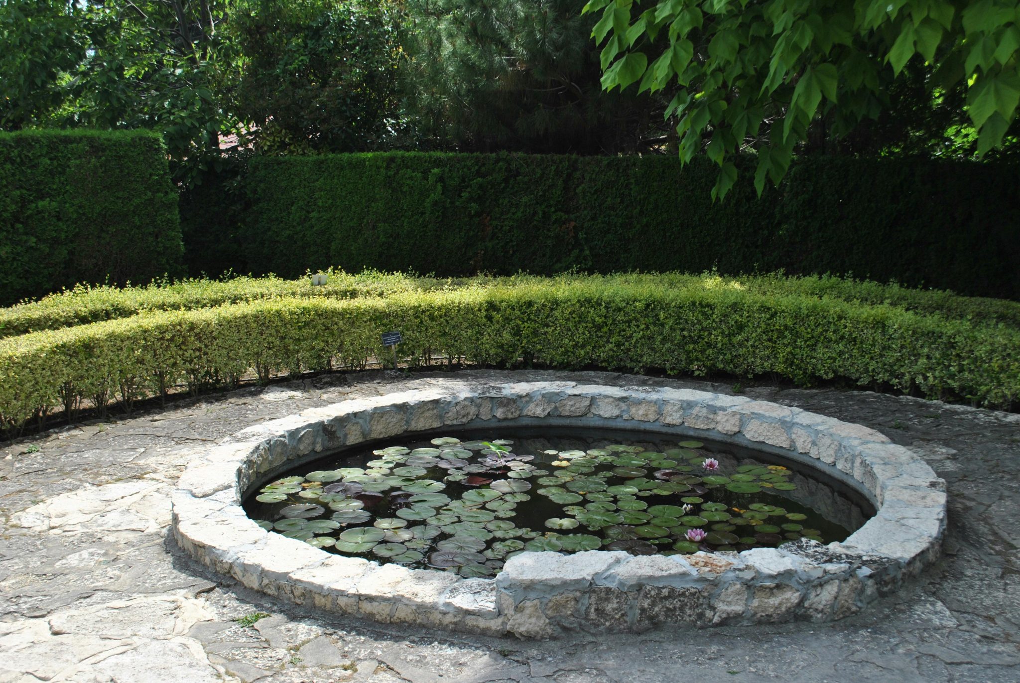 A serene outdoor garden featuring a circular pond with water lilies.