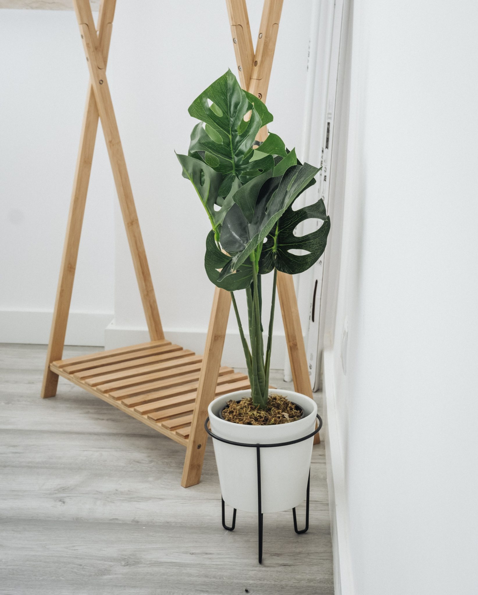 A stylish potted Monstera plant in a modern minimalist room corner.
