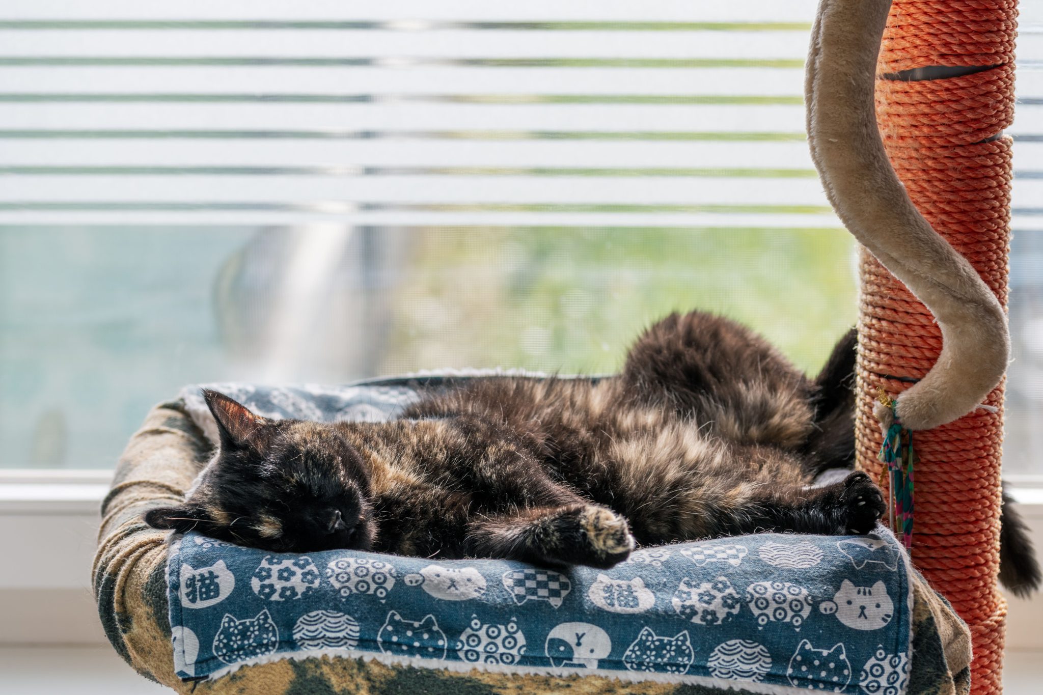A tortoiseshell cat peacefully naps in a sunlit room on a cat bed with a playful pattern.