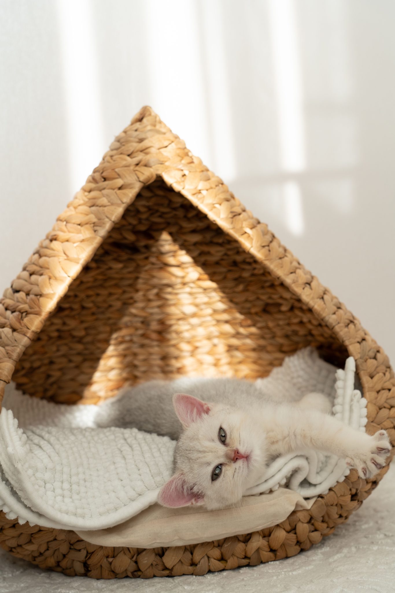 Adorable kitten relaxing in a wicker bed under natural sunlight indoors.