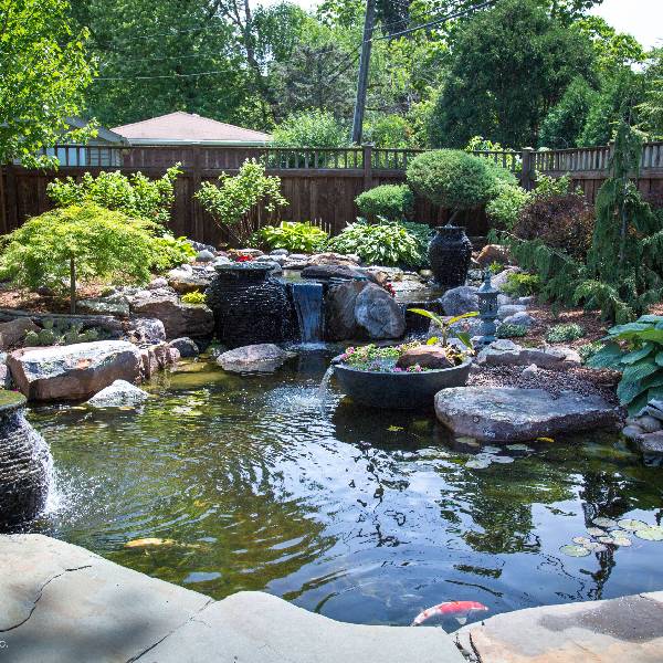 Can You Put Fish in a Swim Pond?