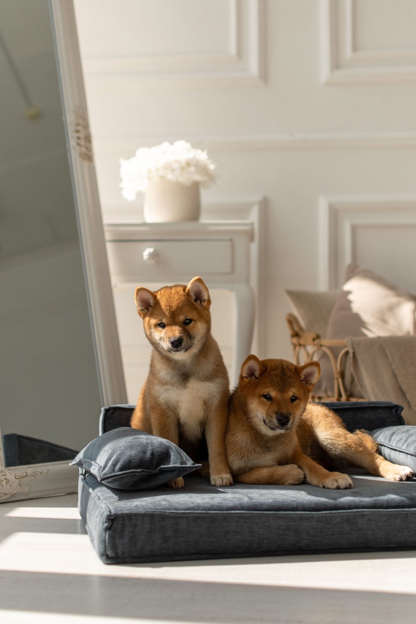 Cute Shiba Inu puppies lounging on a cozy pet bed in a stylish interior room.