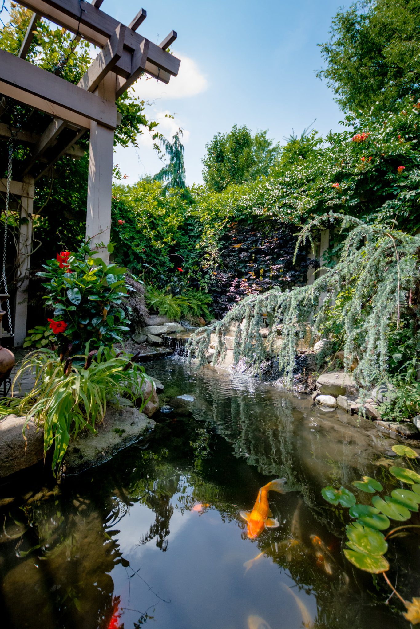Gold Fish and Koi Pond Design and Construction • H2Oasis Water Features
