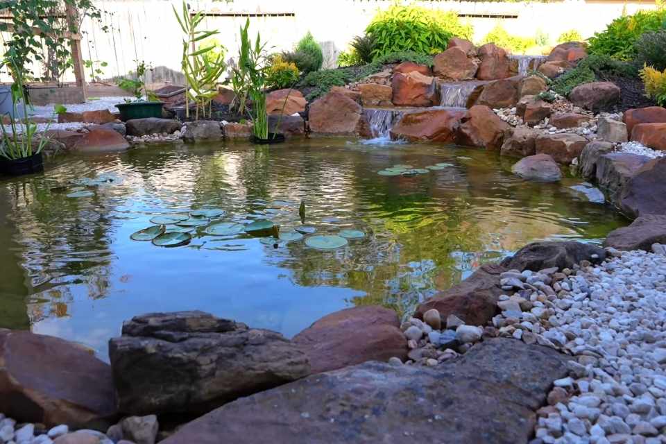 How to Build a Koi Pond That Functions as a Living System