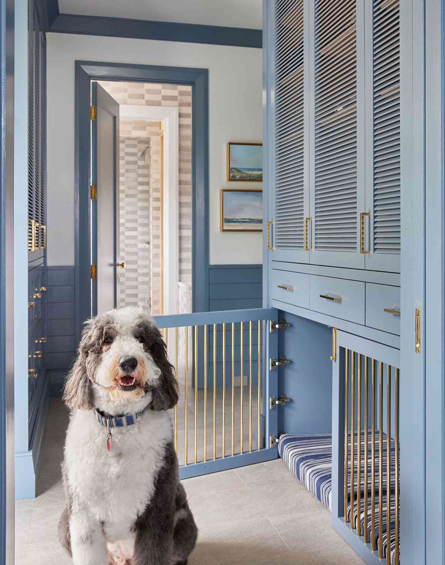 How to Design a Dog Room That's Stylish and Functional