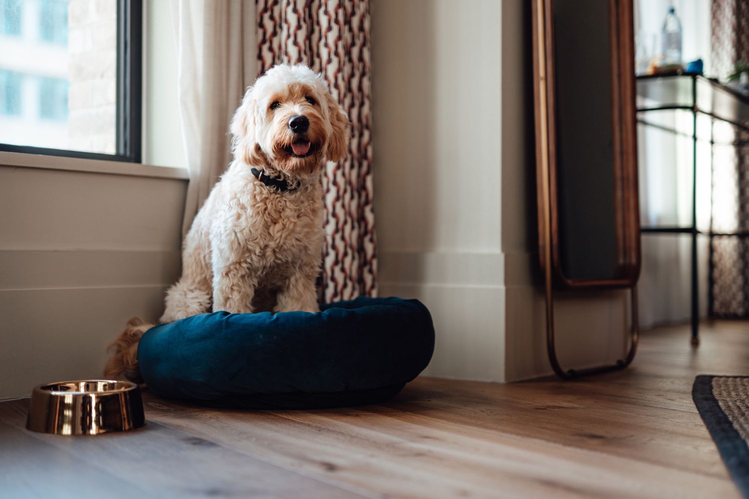How to Design a Dog Room That's Stylish and Functional