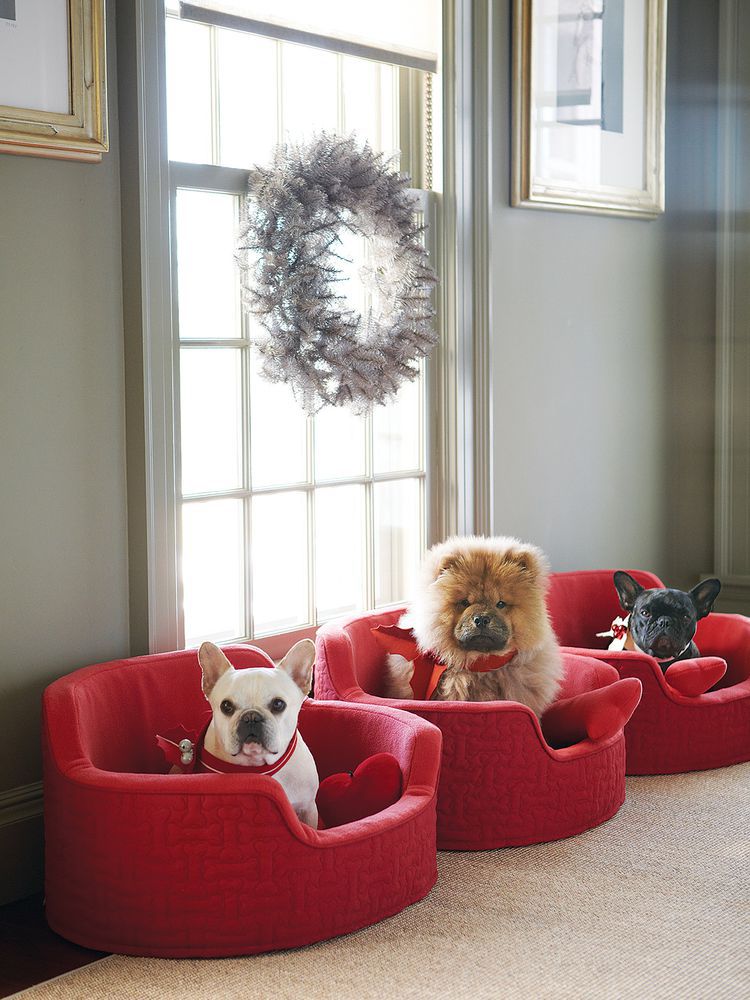How to Design a Dog Room That's Stylish and Functional