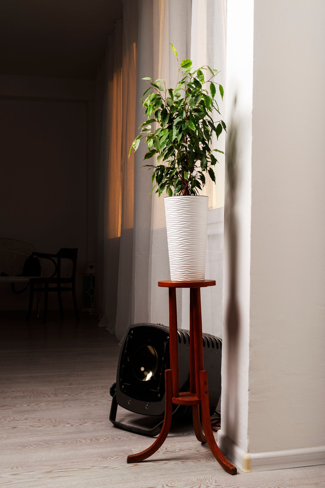 Indoor green plant on a sleek wooden stand near a window in a modern home setting.