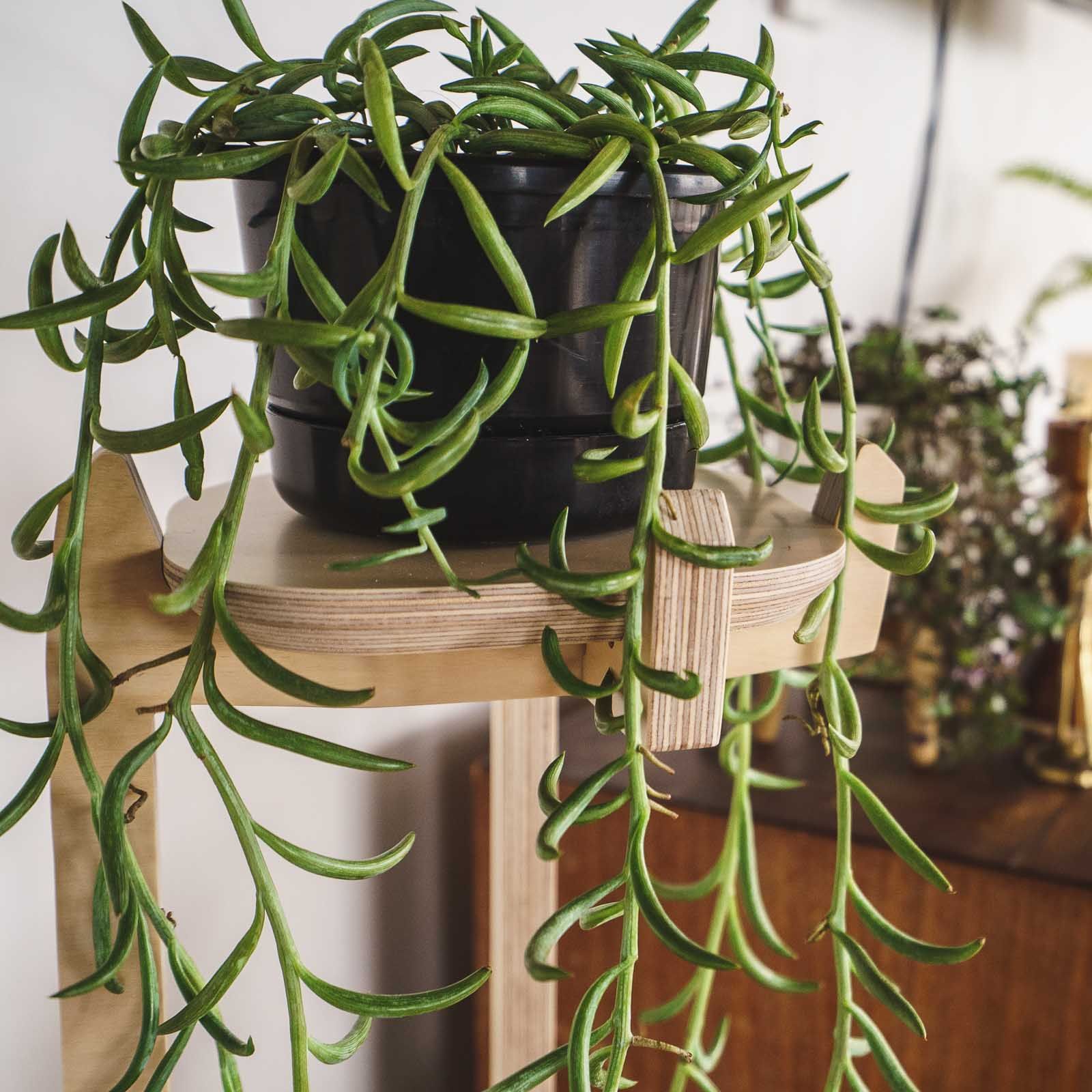 Japandi Corner Plant Stand | Home Decor | Premium Wood