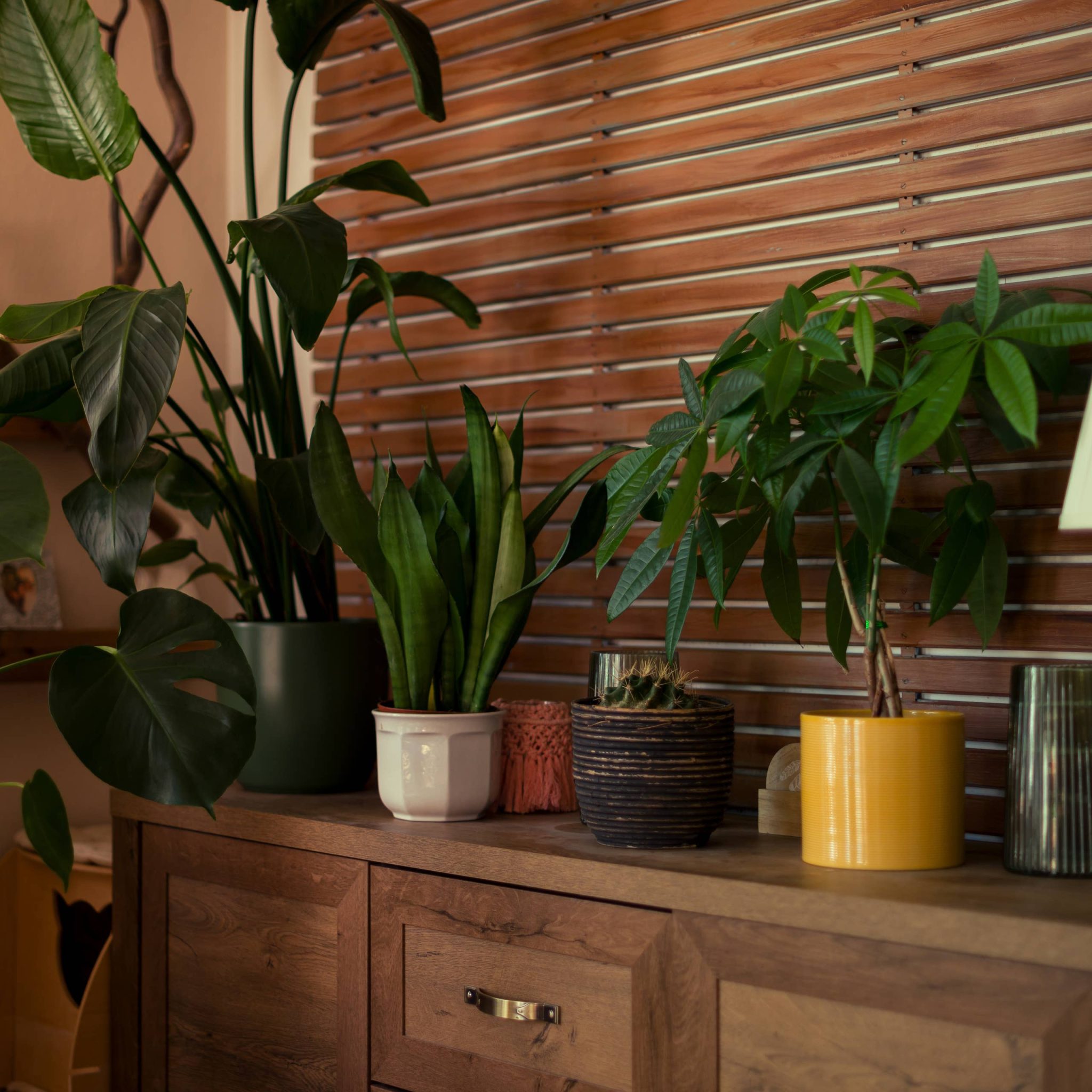 New Dollar Tree Gardening Supplies: Budget-Friendly Finds - Dengarden