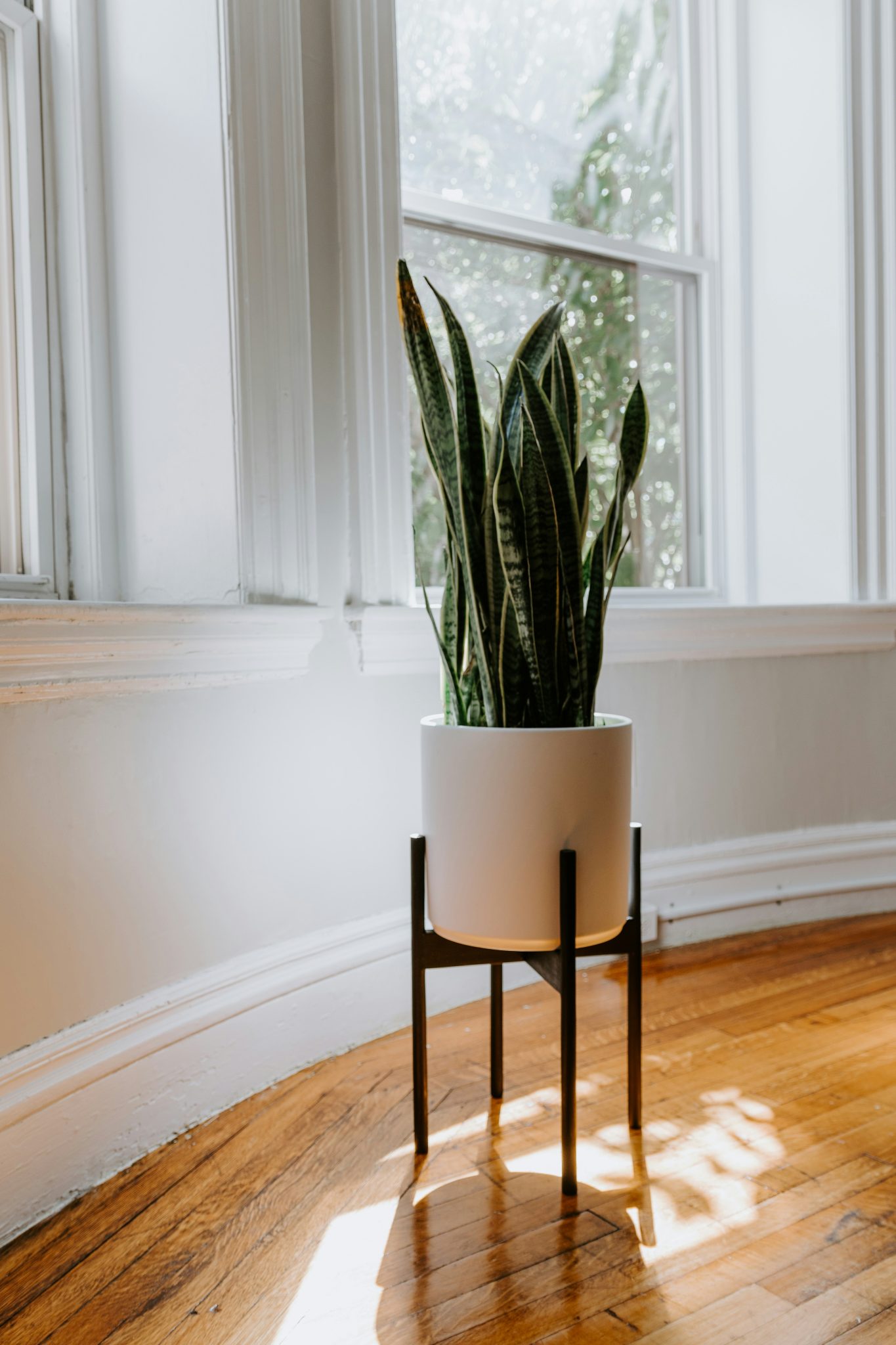 Snake plant in a midcentury modern planter