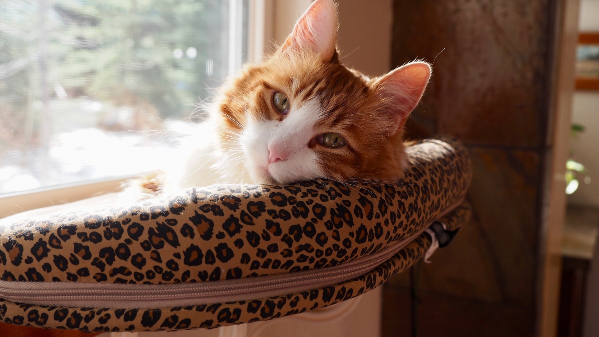 The Best Cat Bed | Tested & Ranked