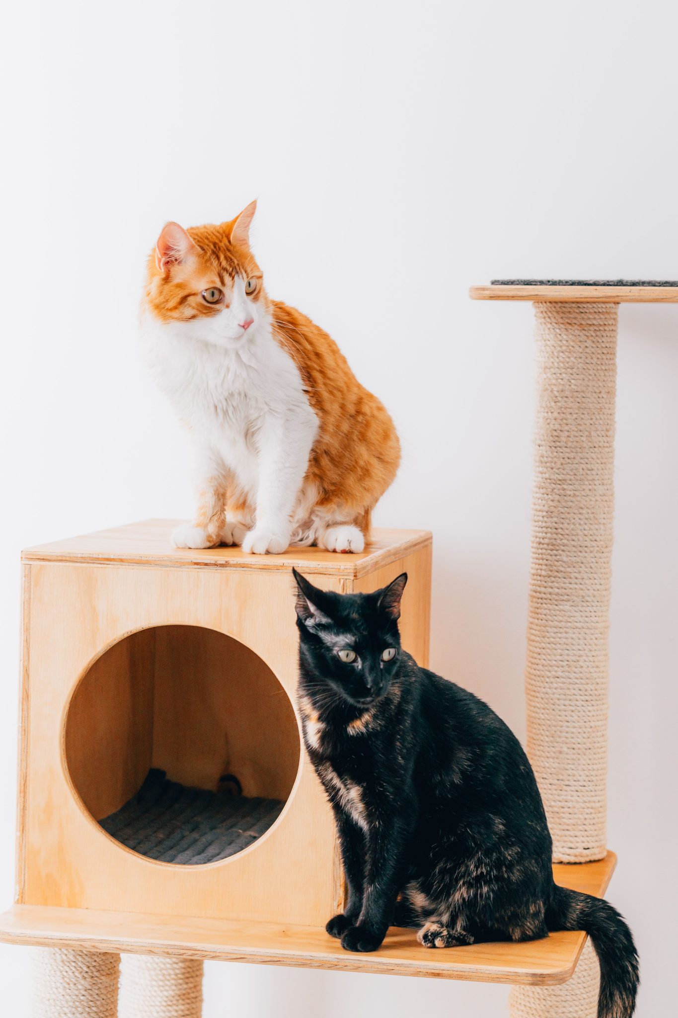 Two cats explore stylish wooden cat furniture in a bright room.