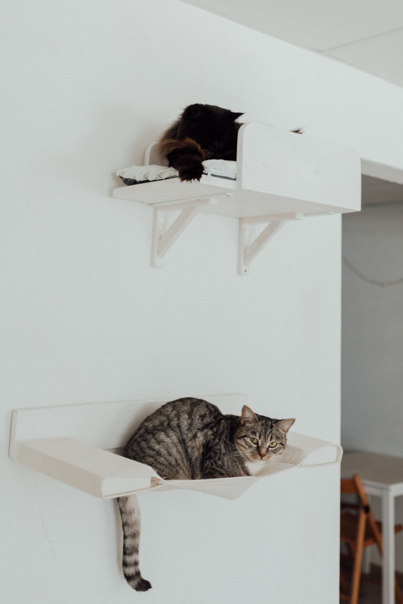 Two cats lounge on white wall-mounted shelves in a cozy indoor setting.