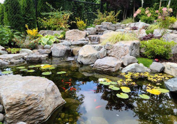 What to Consider When Designing an Ecosystem Pond