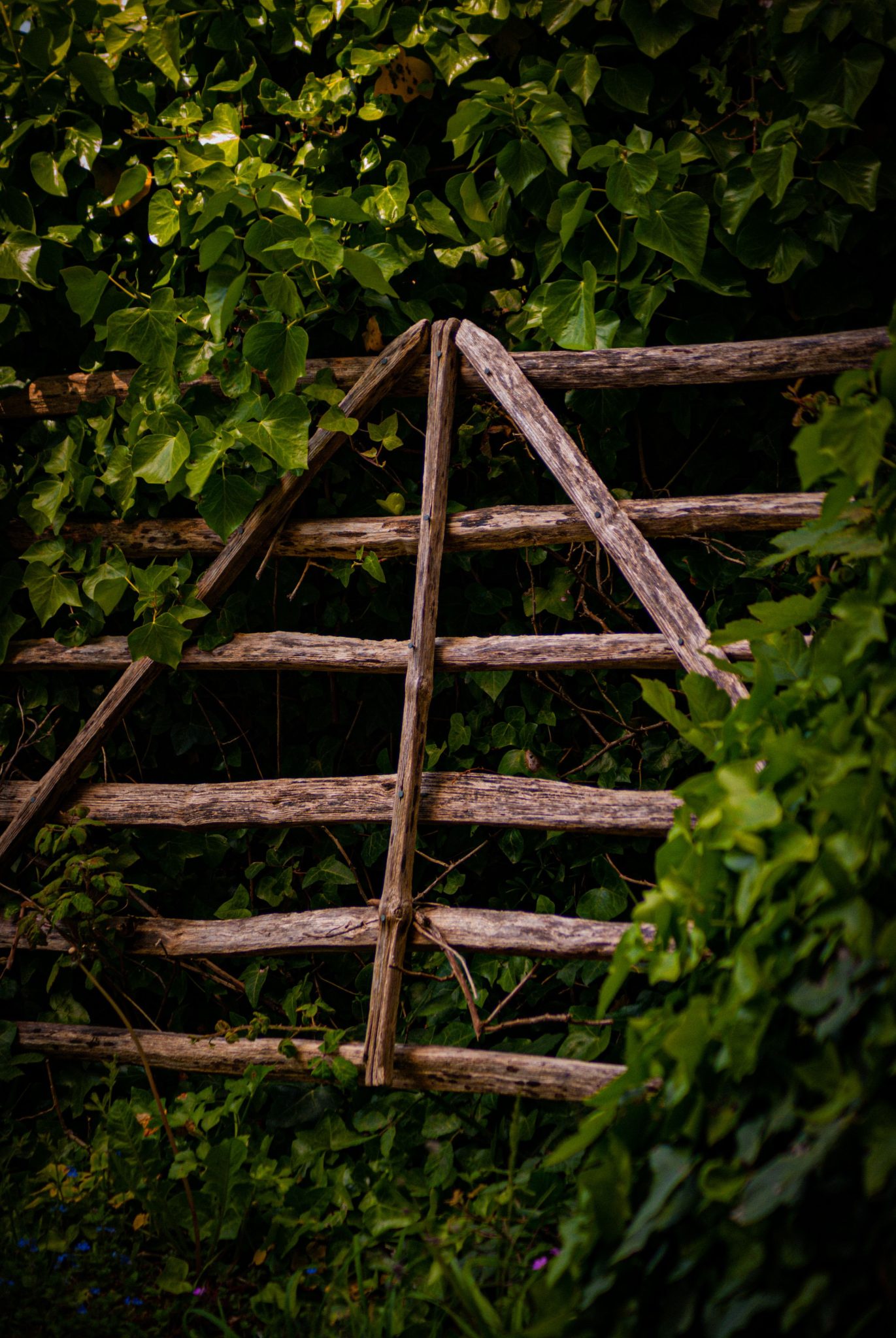 A charming rustic wooden gate surrounded by dense green foliage at Corfe Castle, England.