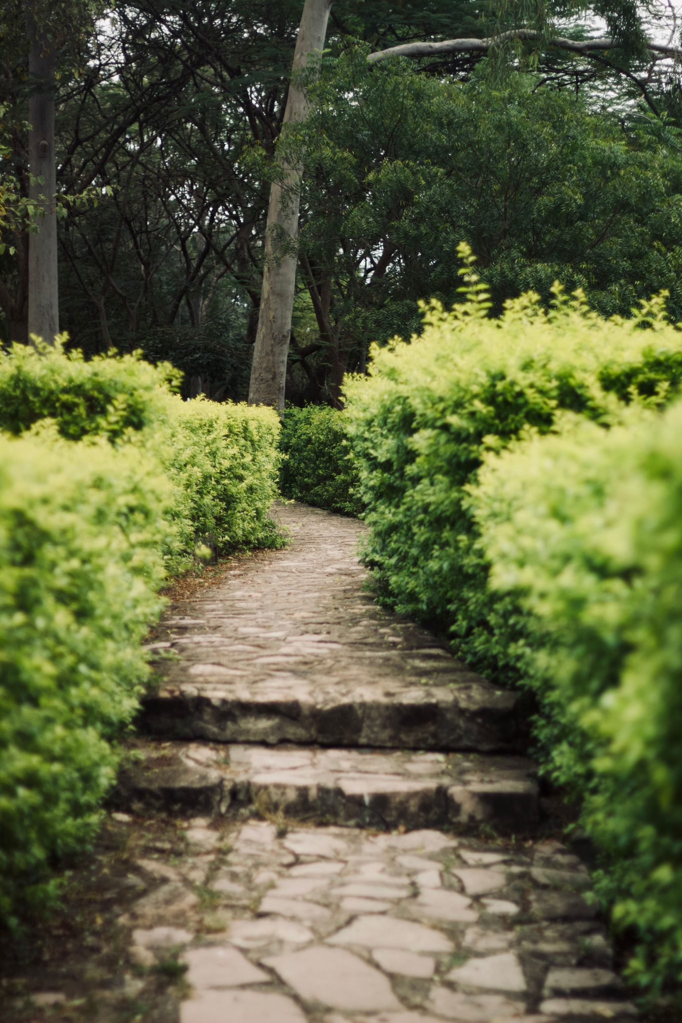 A picturesque stone pathway bordered by lush greenery, inviting exploration in a tranquil garden.
