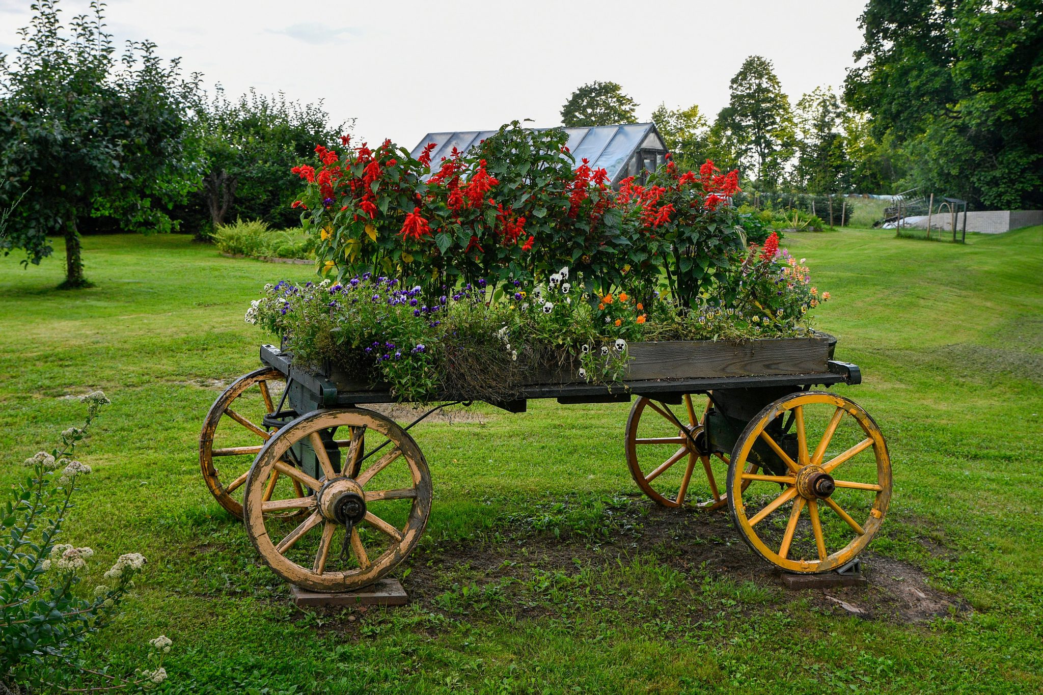 A rustic vintage wooden cart transformed into a beautiful flower bed filled with vibrant red salvia and colorful pansies in a green garden.📸 Photo by me IG: @margoevardson
