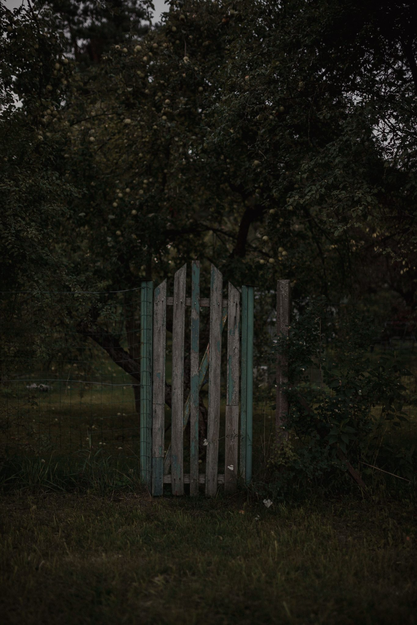 A rustic wooden gate standing amidst lush greenery, creating a serene rural scene.