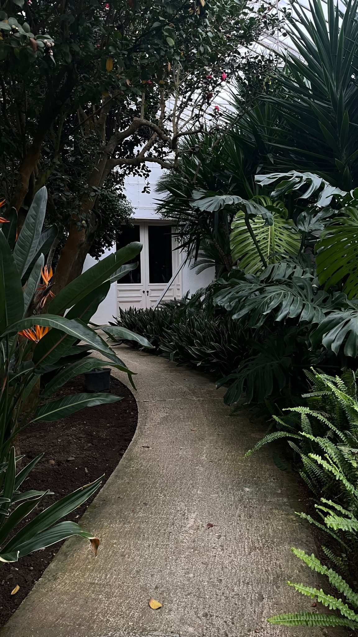 A serene garden pathway surrounded by lush tropical plants leading to a white house.