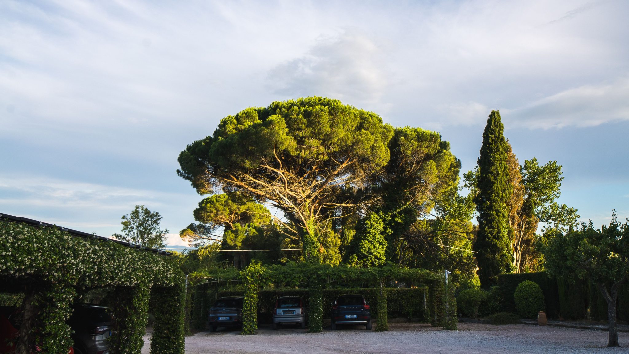 A serene parking area surrounded by lush greenery and tall trees under a clear sky.